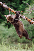BEA 03 MC0013 01
Grizzly Bear Cub Hanging On Tree Montana