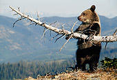BEA 03 MC0015 01
Grizzly Bear Cub Playing With Fallen Tree Branch Montana