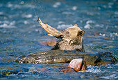 BEA 03 MC0016 01
Grizzly Bear Cub Eating Salmon In River