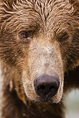 BEA 03 MC0018 01
Head Shot Of Grizzly Bear In Spawning River Katmai National Park
