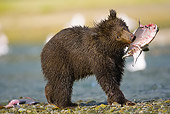 BEA 03 MC0019 01
Grizzly Bear Cub Holding Pink Salmon In Spawning River Katmai National Park