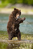 BEA 03 MC0020 01
Grizzly Bear Cub Eating Pink Salmon In Spawning River Katmai National Park