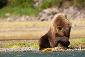 BEA 03 MC0021 01
Grizzly Bear Fishing For Salmon In Coastal Creek Alaska