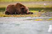 BEA 03 MC0022 01
Grizzly Bear Fishing For Salmon In Coastal Creek Alaska