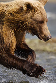 BEA 03 MC0023 01
Close-Up Of Grizzly Bear Fishing For Salmon In Coastal Creek Alaska