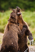 BEA 03 MC0024 01
Close-Up Of Grizzly Bears Wrestling Along River Alaska