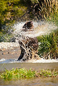 BEA 03 MC0025 01
Grizzly Bear Shaking Off Water In River Montana