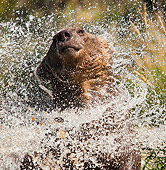 BEA 03 MC0026 01
Close-Up Of Grizzly Bear Shaking Off Water In River Montana