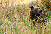 BEA 03 MC0027 01
Grizzly Bear Standing In Tall Grass Yellowstone National Park