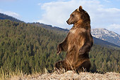 BEA 03 MC0028 01
Grizzly Bear Sitting Upright In Grassy Mountains Yellowstone National Park