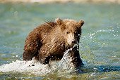 BEA 03 MC0029 01
Grizzly Bear Cub Walking In Stream Alaska