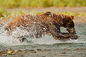 BEA 03 MC0030 01
Grizzly Bear Female Chasing Salmon In Stream Alaska