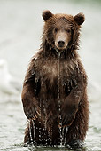 BEA 03 MC0031 01
Young Grizzly Bear Standing Upright In Stream Alaska