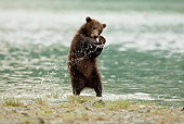 BEA 03 MC0032 01
Grizzly Bear Cub Playing In Shallow Water Alaska