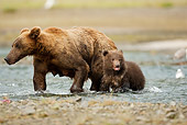 BEA 03 MC0033 01
Grizzly Bear Mother And Cub Fishing In Stream Alaska