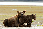 BEA 03 MC0034 01
Grizzly Bear Mother And Cub Resting By Stream Alaska