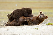 BEA 03 MC0035 01
Grizzly Bear Mother Nursing Cub On Beach Alaska