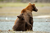BEA 03 MC0036 01
Back View Of Grizzly Bear Mother And Cub Sitting By Stream Alaska