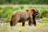BEA 03 MC0037 01
Grizzly Bear Mother And Cub Playing In Grass Alaska