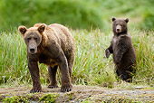 BEA 03 MC0038 01
Grizzly Bear Mother And Cub Standing In Tall Grass Alaska