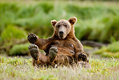 BEA 03 MC0039 01
Grizzly Bear Sow Laying On Back In Grass Alaska