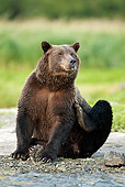 BEA 03 MC0040 01
Grizzly Bear Female Resting On Beach After Fishing Alaska
