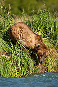 BEA 03 MC0041 01
Grizzly Bear Male Fishing For Salmon In Stream Alaska