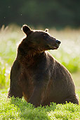 BEA 03 MC0042 01
Silhouette Of Grizzly Bear Sow Sitting On Grass Alaska