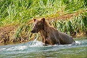 BEA 03 MC0044 01
Grizzly Bear Sow Fishing In Geographic Harbor, Katmai National Park, Alaska