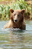 BEA 03 MC0045 01
Grizzly Bear Sow Fishing In Geographic Harbor, Katmai National Park, Alaska
