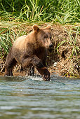 BEA 03 MC0046 01
Grizzly Bear Cub Running To Mother In Geographic Harbor, Katmai National Park, Alaska