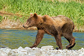 BEA 03 MC0047 01
Grizzly Bear Cub Walking Along Geographic Harbor, Katmai National Park, Alaska