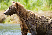 BEA 03 MC0048 01
Grizzly Bear Sow Fishing In Geographic Harbor, Katmai National Park, Alaska