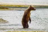 BEA 03 MC0049 01
Grizzly Bear Sow Fishing In Geographic Harbor, Katmai National Park, Alaska
