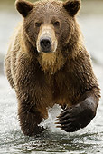 BEA 03 MC0050 01
Grizzly Bear Sow Fishing In Geographic Harbor, Katmai National Park, Alaska