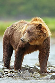 BEA 03 MC0051 01
Grizzly Bear Sow Fishing In Geographic Harbor, Katmai National Park, Alaska