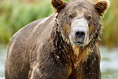 BEA 03 MC0052 01
Grizzly Bear Male Fishing In Geographic Harbor, Katmai National Park, Alaska