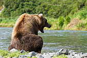 BEA 03 MC0053 01
Young Grizzly Bear Female Yawning By Geographic Harbor, Katmai National Park, Alaska