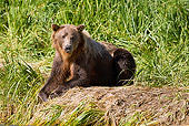 BEA 03 MC0054 01
Grizzly Bear Sow Resting By Geographic Harbor, Katmai National Park, Alaska