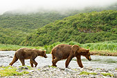 BEA 03 MC0055 01
Grizzly Bear Sow And Cub Fishing In Geographic Harbor, Katmai National Park, Alaska