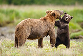 BEA 03 MC0056 01
Grizzly Bear Mother With First Year Cub In Katmai National Park, Alaska