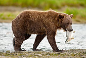 BEA 03 MC0057 01
Grizzly Bear With Salmon Walking By Hallo Bay Katmai National Park, Alaska