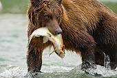 BEA 03 MC0058 01
Grizzly Bear With Salmon Walking Along Stream Katmai National Park, Alaska