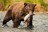 BEA 03 MC0059 01
Grizzly Bear With Salmon Walking Along Stream Katmai National Park, Alaska
