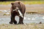 BEA 03 MC0060 01
Grizzly Bear With Salmon Walking Along Stream Katmai National Park, Alaska