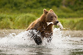 BEA 03 MC0061 01
Grizzly Bear Running Out Of Stream With Salmon Katmai National Park, Alaska