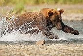 BEA 03 MC0062 01
Grizzly Bear Chasing Salmon In Stream Katmai National Park, Alaska