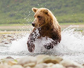 BEA 03 MC0063 01
Grizzly Bear Chasing Salmon In Stream Katmai National Park, Alaska
