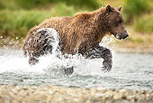 BEA 03 MC0064 01
Grizzly Bear Chasing Salmon In Stream Katmai National Park, Alaska