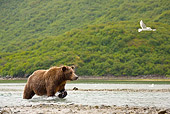 BEA 03 MC0065 01
Grizzly Bear Fishing For Salmon In Stream Katmai National Park, Alaska